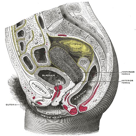 the uterus human anatomy
