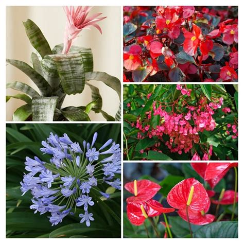 indoor flowering plants easy flowering houseplants