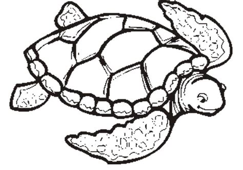 sea turtle coloring pages printable   sea turtle