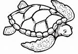 Turtle Coloring Sea Pages Drawing Color Print Printable Adults Turtles Easy Shell Clipart Kids Loggerhead Tortoise Cute Preschoolers Simple Please sketch template