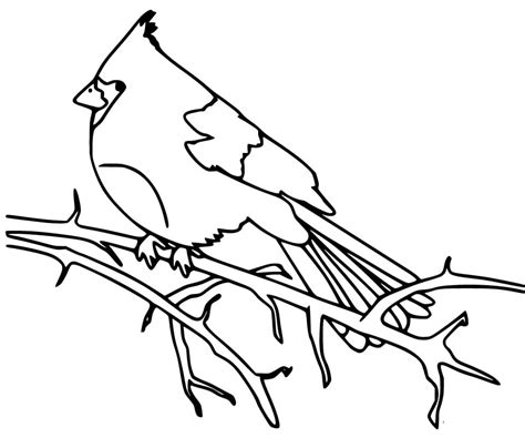 cardinal bird printable coloring page  printable coloring pages