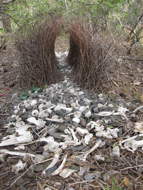 ultimate bachelor pad great bowerbirds bower