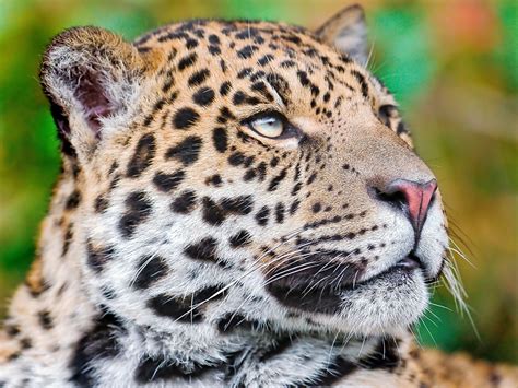 pictures jaguar big cats snout animal staring