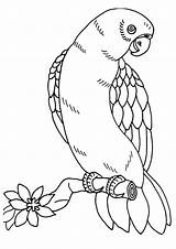 Macaw Coloring Pages Books sketch template