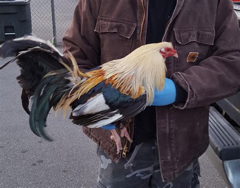 birds seized from alleged cockfighting operation news herald