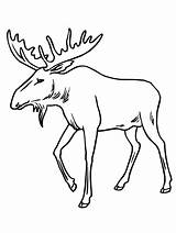 Coloring Bull Pages Moose Drawing Antlers Reindeer Sheets Printable Elk Draw Drawings Cartoon Color Print Only sketch template