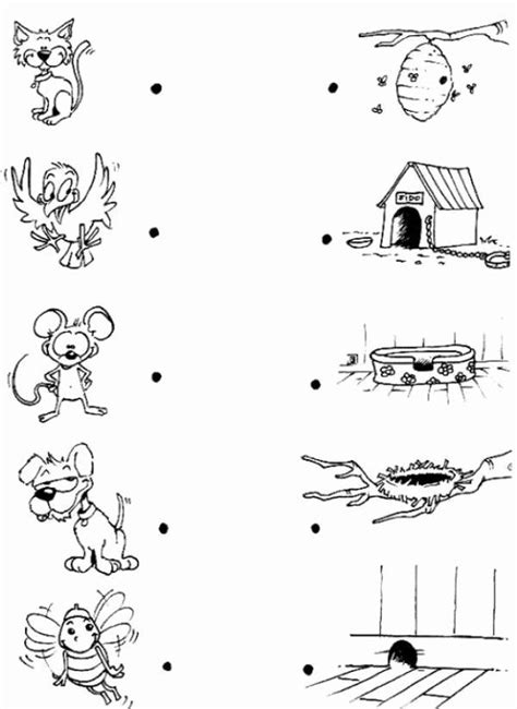 animal coloring pages  st grade