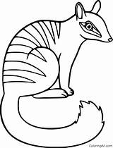 Numbat Coloringall Format Mammals Automatically Device Cartoon sketch template