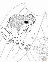 Frog Poison Dart Coloring Coqui Drawing Pages Blue Paintingvalley Drawings Getdrawings sketch template