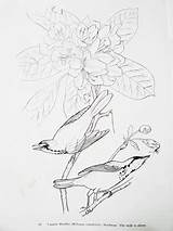 Coloring Books Dover Audubon Birds sketch template