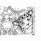 Coloring Rainforest Animals Jungle Pages Forest Amazon Animal Plants Sheets Kids Printable Rain Theme Scene Books Color Adult Colouring Book sketch template