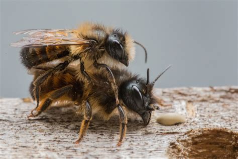 bees reproduce  factual overview