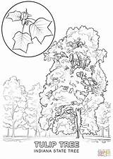 Coloring State Tree Indiana Tennessee Kentucky Pages Drawing Printable Ky Clipart Sheet Flower Nevada Color Tulip Flag Symbols Poplar Supercoloring sketch template