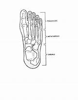 Foot Human Anatomy Figure sketch template