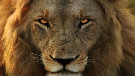 lions of kruger national park youtube