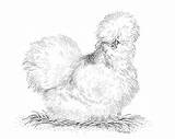 Silkie Tod Locke Hen Chickens Lhs sketch template