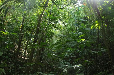 regenwald wandbild kaufen