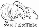 Anteater Coloring Template Pages Ant Eater Color sketch template
