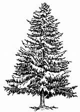 Winter Tree Coloring Fir Clip Ausmalbild Malvorlage Large Pages Zum Ausmalen sketch template