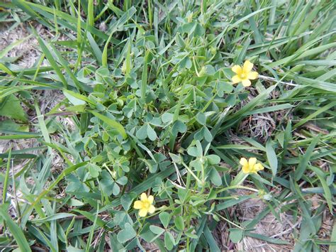 broadleaf weeds  state turf  landscape blog