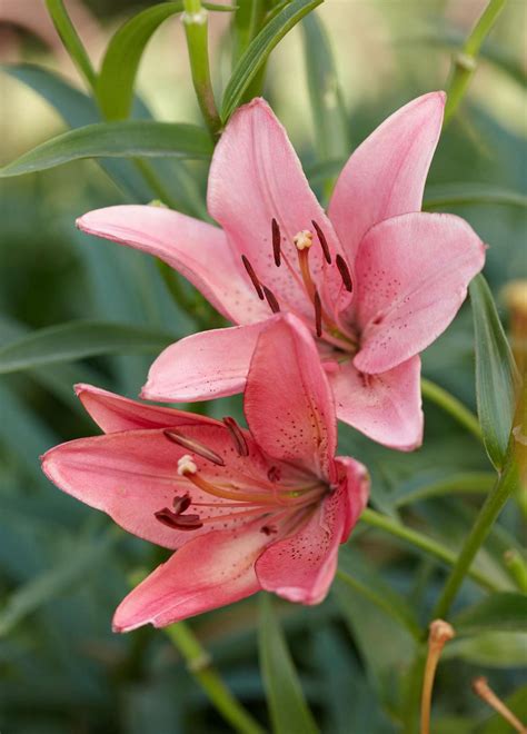 Lily Better Homes And Gardens