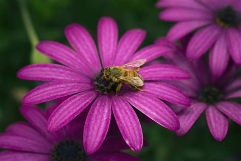 free photo bee on a pink flower