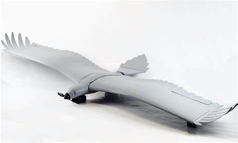 drones   flap wings ride wind currents  birds rmit university