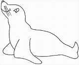 Anjing Mewarnai Laut Phoque Zeehond Otarie Kleurplaat Sealion Kleurplaten Knutselen Hitam Putih Tekening Sketsa Coloringbay Leeuw Untuk sketch template