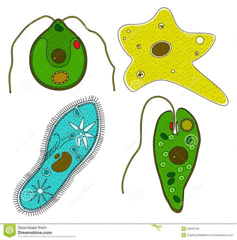 Protozoa Cartoons Illustrations And Vector Stock Images