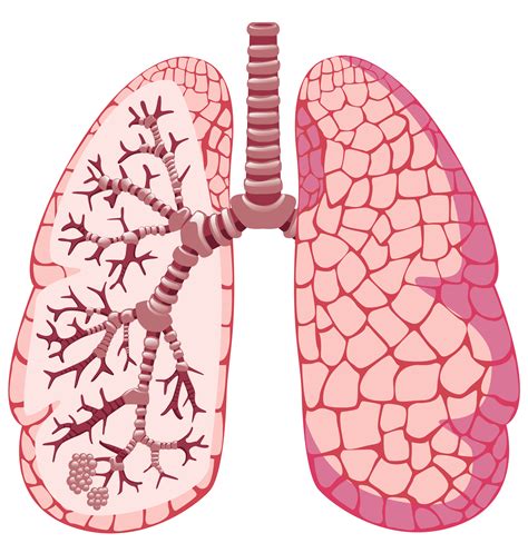 lungs  related  asthma pictures
