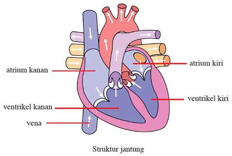 rangkuman biologi jantung pengertian fungsi struktur anatomi bagian