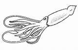 Squid Colossal Ausmalbild Riesenkalmar Calamar Calamares Calamaro Sperm Tintenfisch Ausmalbilder Clipground sketch template