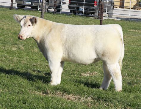 minnaert show cattle heifers steers bull lease  genetics selling tonight  sco  pulse