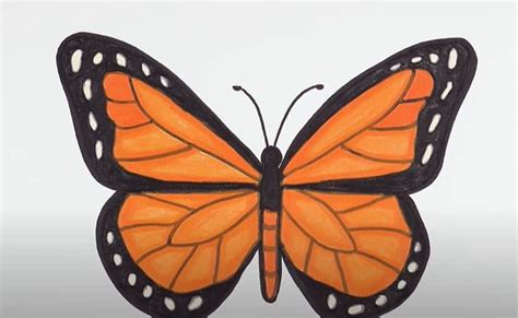 monarch butterfly drawing step  step   draw  butterfly