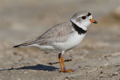 piping plover returns  erie   years erie reader