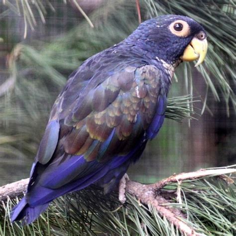 images  pionus parrots  pinterest beautiful birds