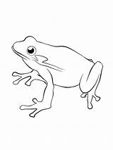Frosch Ausmalbilder Malvorlagen Ausdrucken sketch template