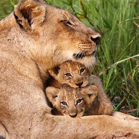top  animals protecting  young lestwinsonlinecom