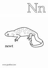 Newt Coloring Pages Preschool Color Printable Letters Animal Alphabet Homeschool Template sketch template