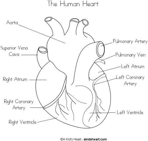 human heart coloring page parts   heart heart diagram heart