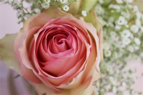 roses are a favorite two toned dusty rose rose dusty rose flowers