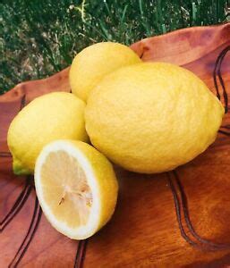 kejora fresh unwaxed lemons  lbs box pcs grown  california ebay