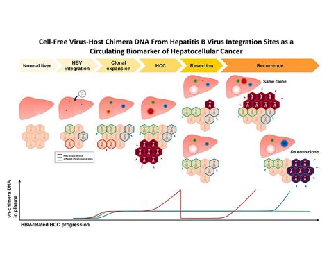 Virus Host Chimera Dna As A Novel Circulating Biomarker For Hepatitis