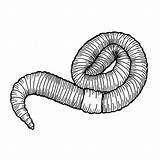 Worm Earthworm Webstockreview Getdrawings sketch template
