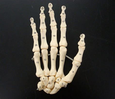 anterior  hand carpal bones diagram quizlet
