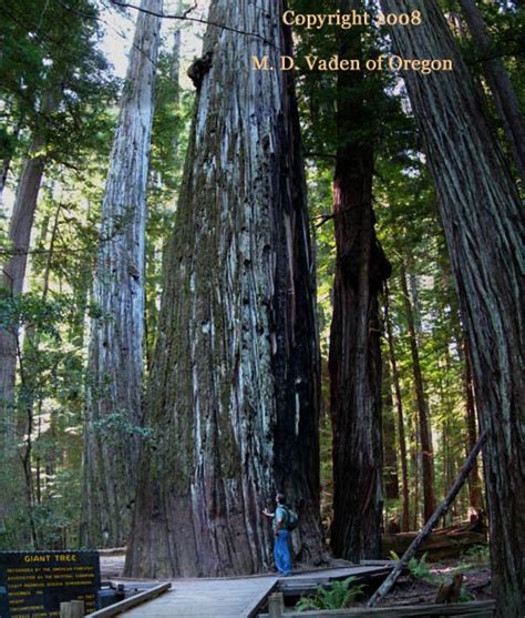 giant redwood  humboldt redwoods state park  largest