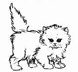 Coloring Pages Cat Realistic Kitten Printable Kittens Baby Kitty Calico Puppy Colouring Sheets Fluffy Puppies Cats Color Print Getcolorings Colorings sketch template