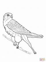 Kestrel Coloring American Pages Perched Falcons Drawing sketch template