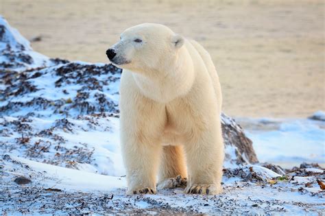 polar bear tundra adventure  churchill canada wildlife holiday