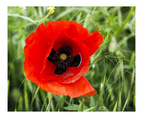 klatschmohn  foto bild natur bilder auf fotocommunity